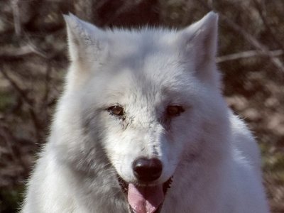 Osos, lobos y ganadería tradicional conviven en el santuario de Arcturos