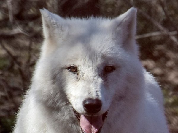 Osos, lobos y ganadería tradicional conviven en el santuario de Arcturos