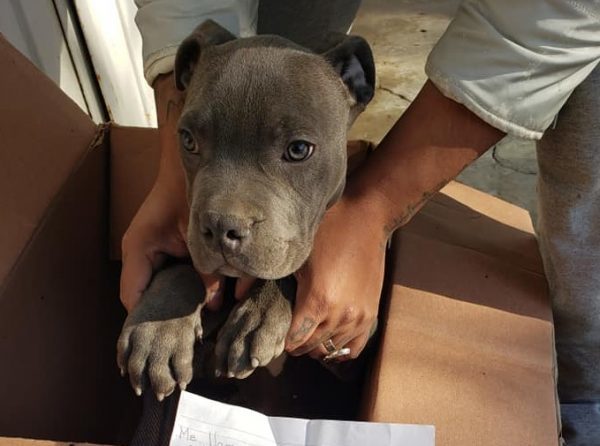 Desgarrador testimonio de niño que dejó a su cachorro en un refugio