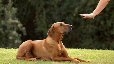 Por qué no debes gritarle a tu perro para educarlo » Ñanduti