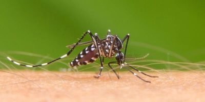 Salud Pública recuerda que el reposo por dengue no requiere resultado de laboratorio adjunto