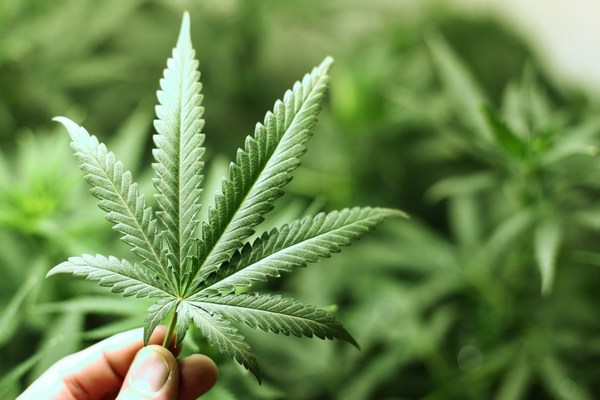 Inician otorgamiento de licencia para producción e industrialización medicinal del cannabis - ADN Paraguayo