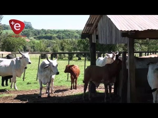 CAMPICHUELO: SENACSA ACTIVA PLAN DE CONTINGENCIA POR RABIA BOVINA