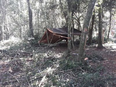 Denuncian tala ilegal en reserva de Alto Paraná - Nacionales - ABC Color