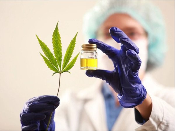 12 empresas ya pueden producir cannabis medicinal