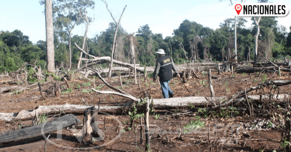 Destruyen plantaciones de marihuana en el Parque Nacional Cerro Corá