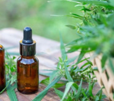 12 empresas iniciarán con la producción de cannabis medicinal - Paraguay.com