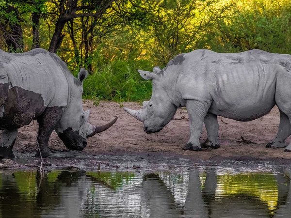 Botsuana, inquieta por el aumento de caza furtiva de rinocerontes