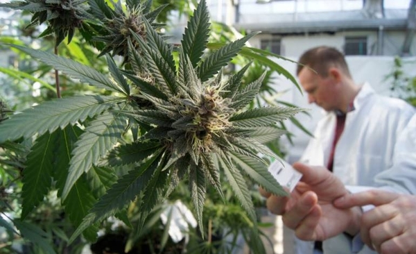 HOY / Histórico: gobierno concede  primeras licencias para la  marihuana de uso medicinal