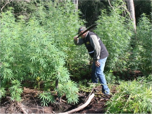 Destruyen plantaciones de marihuana en el Parque Nacional Cerro Corá