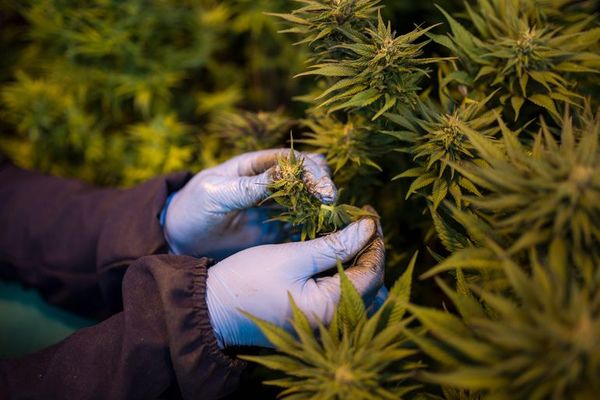 Otorgan primeras licencias para la producción de cannabis medicinal - Nacionales - ABC Color
