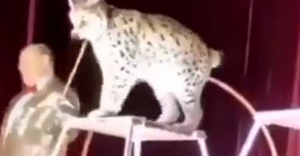 'Lindo gatito' atacó a su adiestrador