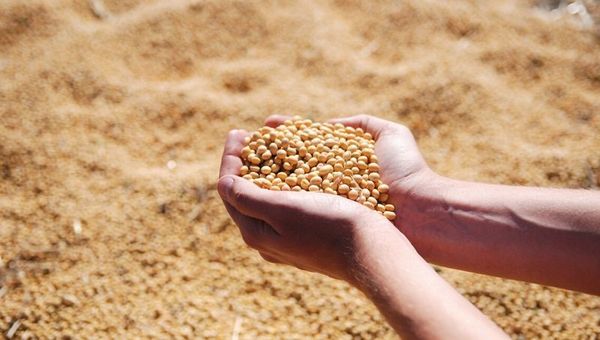 Solo el 21% de la siembra de soja utiliza semillas certificadas por el Senave