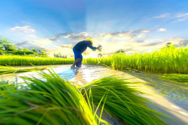 Grupo GPSA presentará su cosecha de arroz