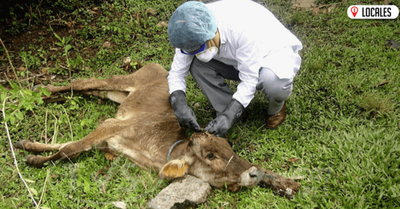 Confirman caso de rabia bovina en Cambyretá