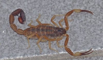 Picaduras de alacranes aumentan en verano y advierten sobre peligrosidad | Radio Regional 660 AM