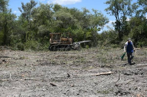 Masacre de 5 mil hectáreas de bosque: Ministerio del Ambiente pide echar fiscal por complicidad - ADN Paraguayo
