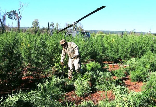 Producción de marihuana medicinal con proyección de extenderse al norte del país | .::Agencia IP::.