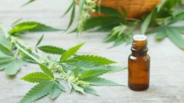 Otorgan licencias para producción medicinal del cannabis - .::RADIO NACIONAL::.