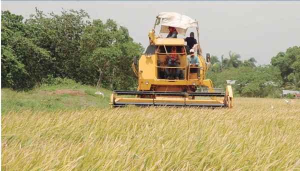 LA PRODUCCIÓN DE ARROZ SE CUADRUPLICÓ EN 10 AÑOS