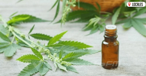 Otorgan licencias para producción medicinal del cannabis