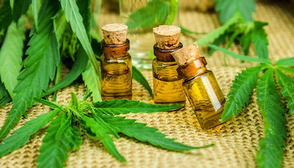 Cannabis medicinal: otorgan primeras licencias para su producción