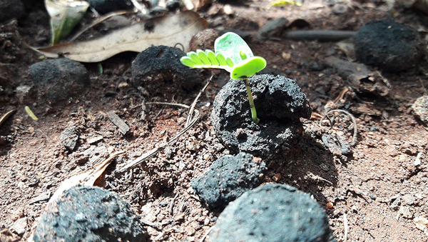Lanzan unas 140.000 bombas de semillas para reforestar el Ybytyruzú