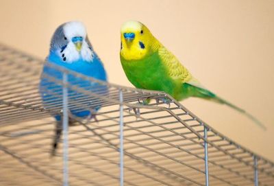 Los productos lácteos no son para las aves - Mascotas - ABC Color