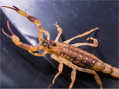 Investigador busca un antídoto nacional contra picaduras de alacranes