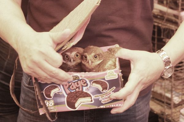 Rescatan animales silvestres que eran vendidos ilegalmente en el Mercado Nº 4