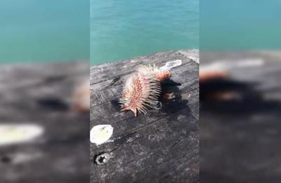El extraño 'monstruo' que atrapó una mujer en Texas...y que deberíamos cuidar - C9N