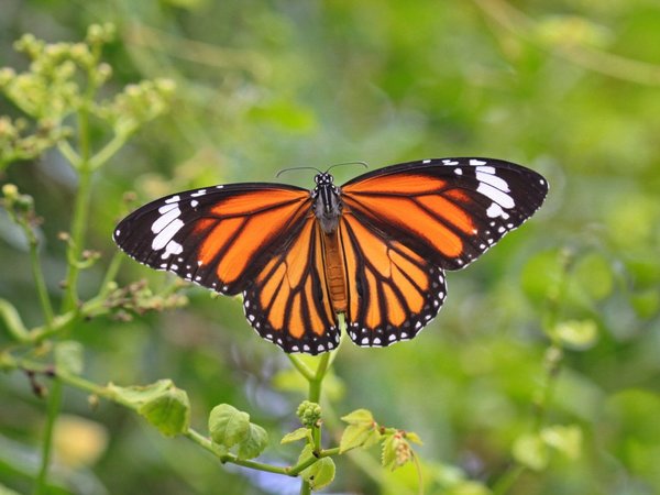 La ruta de la mariposa monarca por Norteamérica está en peligro