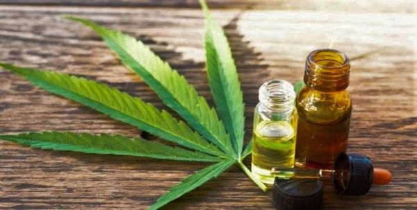 Empresas producirán cannabis medicinal