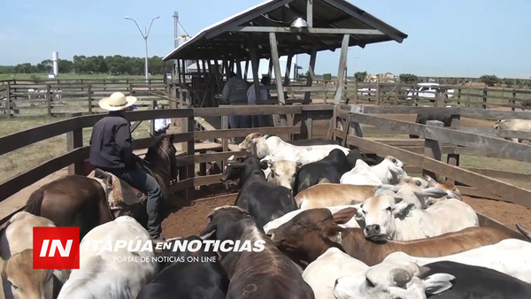 CONTINÚA VACUNACIÓN ANTIAFTOSA Y ANTIBRUCELICA EN ITAPÚA