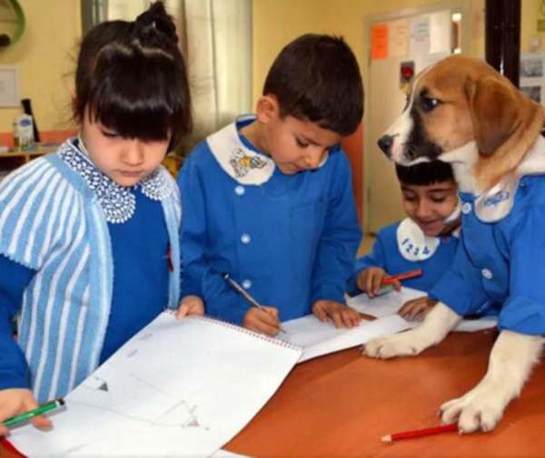 Findik, el perro que se convirtió en mejor alumno