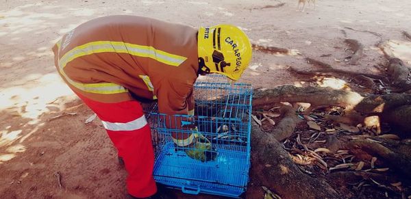Rescatan un primate herido en Carapeguá - Nacionales - ABC Color