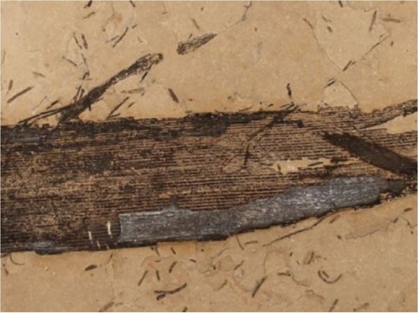Encuentran el primer fósil de goma vegetal, algo que se creía imposible
