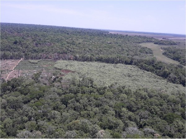 Destruyen alrededor de 200 hectáreas de marihuana en Reserva Morombi