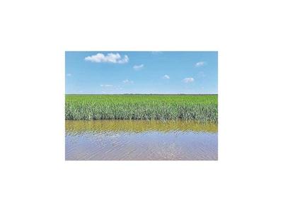 Cultivo de arroz en el Bajo Chaco tuvo exitoso resultado