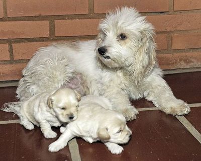 Embarazo en las perras y gatas - Mascotas - ABC Color