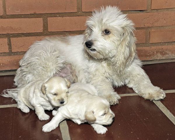 Embarazo en las perras y gatas - Mascotas - ABC Color