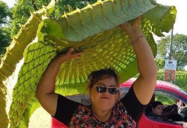 Espectáculo del Yacaré Yrupe retorna en la zona de Limpio