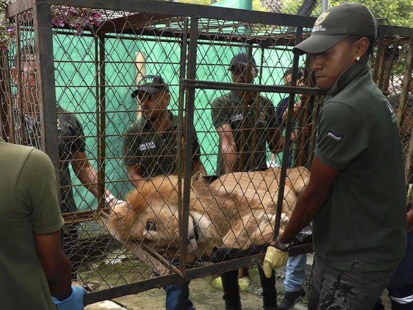 La historia de Júpiter, el león que pasó del circo a un refugio y luego al zoo