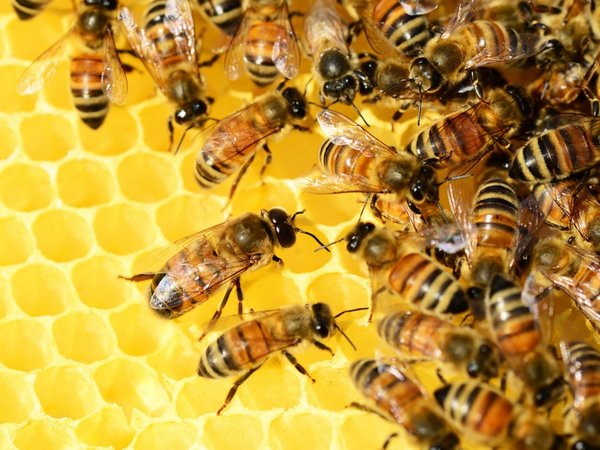 Investigan muerte por aparente ataque de abejas