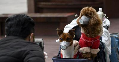 Hong Kong pone en cuarentena a perro que habría dado positivo al coronavirus