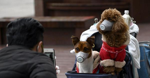 Hong Kong pone en cuarentena a perro que habría dado positivo al coronavirus
