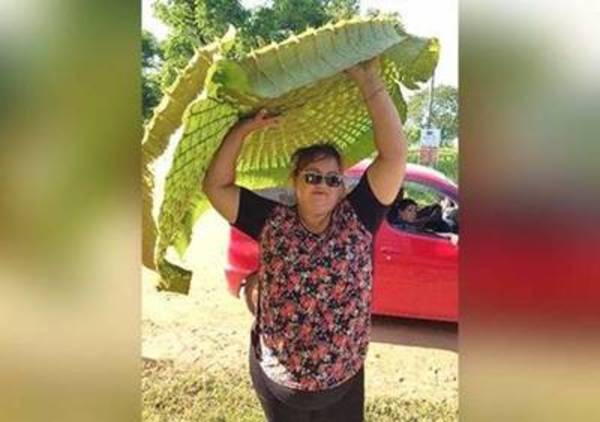 Volvieron los yakare yrupê a Limpio