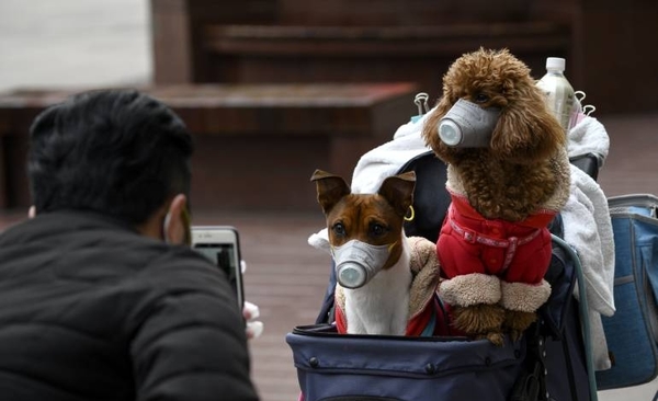 HOY / Un perro da positivo al coronavirus en Hong Kong