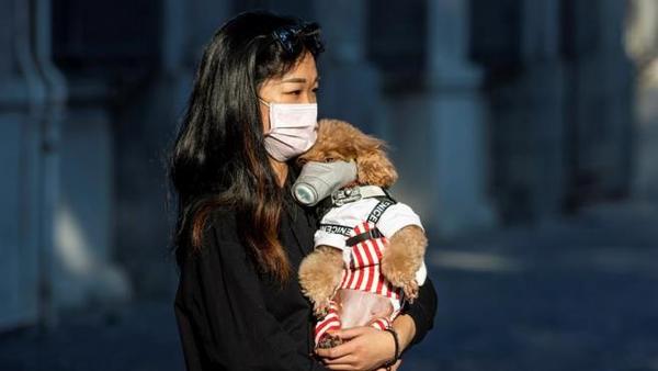 Hong Kong: un perro da positivo al coronavirus y es puesto en cuarentena » Ñanduti