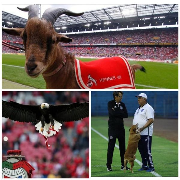 Icónicas mascotas dan un toque divertido a la fiesta del fútbol - Periodismo Joven - ABC Color